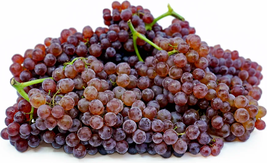 how champagne grapes sweetness and labels shape what you taste