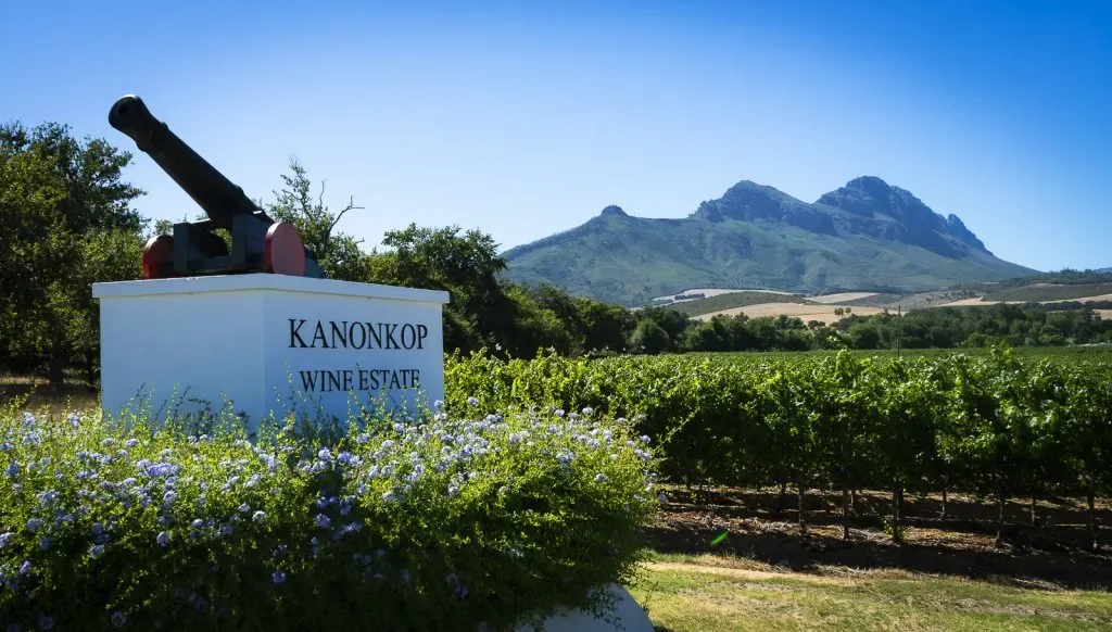 south african wine investment kanonkop sadie family and the cape s rise in 2026