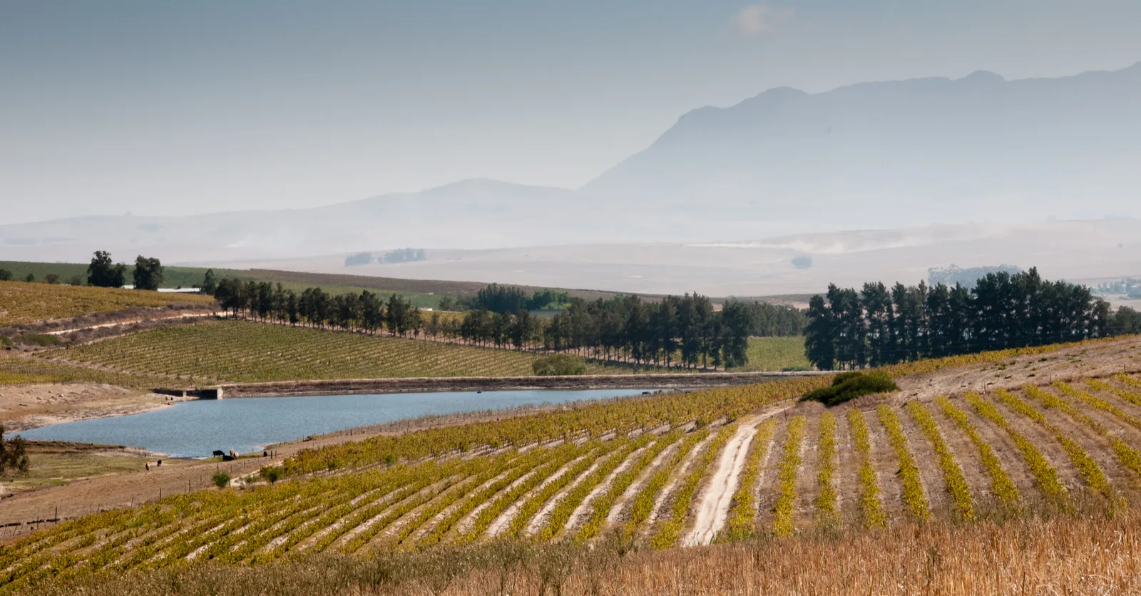 south african wine investment kanonkop sadie family and the cape s rise in 2026