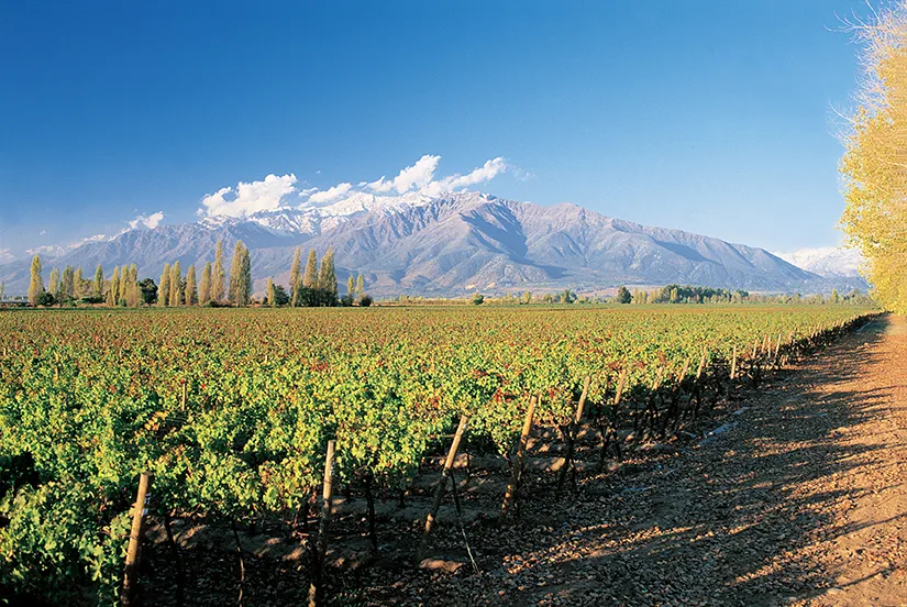 South American wine investment