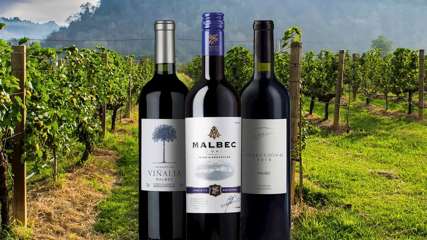 South American wine investment