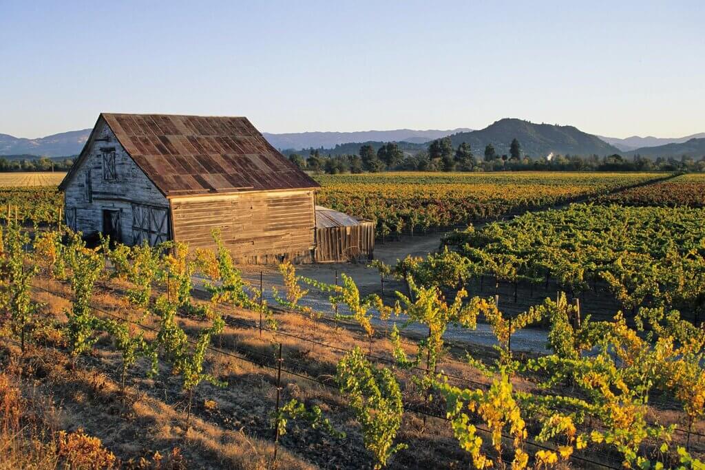 sonoma valley vineyard
